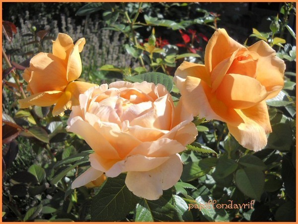 bonjour et  bonne journée 