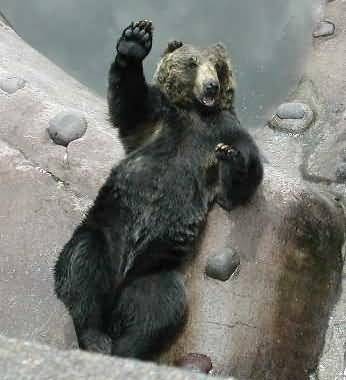 Les ours - Page 3 0a2ce8f0