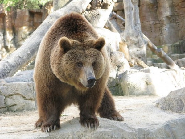 Les ours - Page 3 12edb5d3