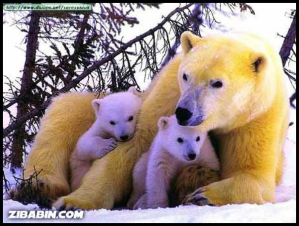 Les ours - Page 3 272bb463