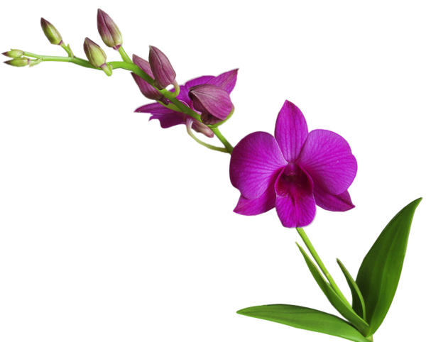 tubes fleurs