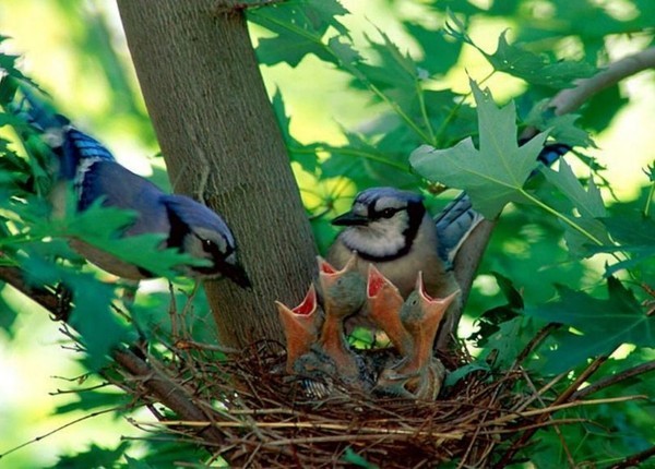 images tendresse animale