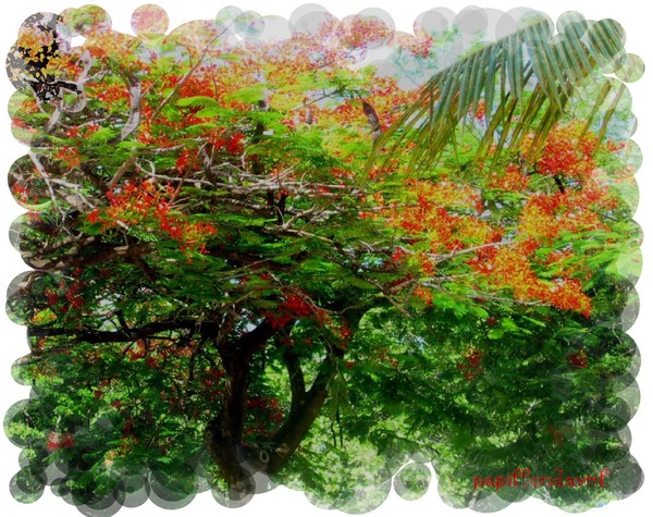 fond ecran Martinique