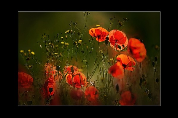 coquelicot