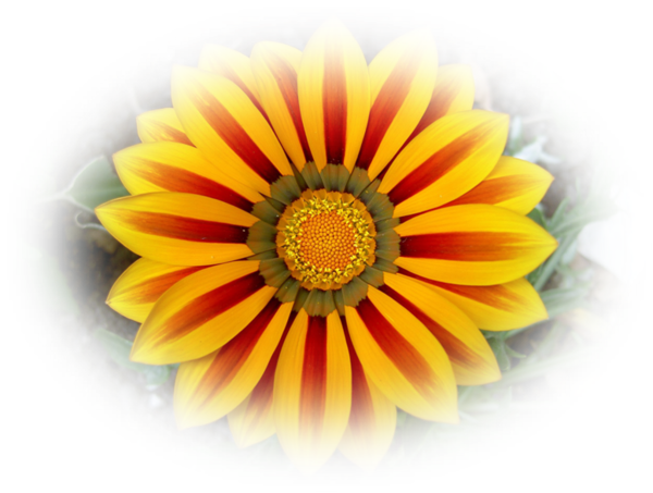 mes tubes fleurs