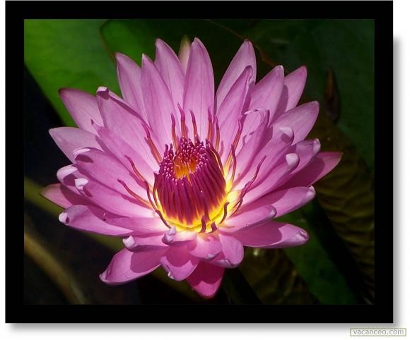 fond d ecran martinique