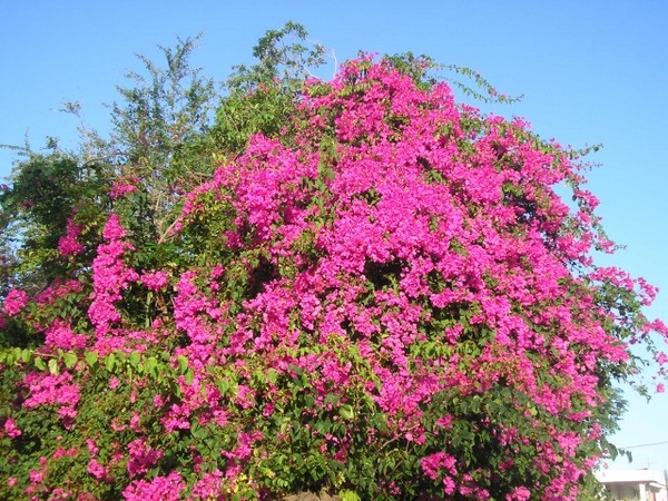 bougainvilliers