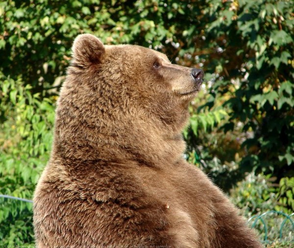 Les ours - Page 3 447042ae