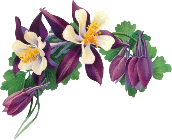tubes fleurs