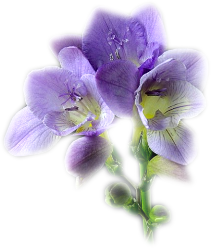 tubes fleurs