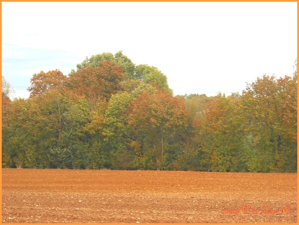 fond automne