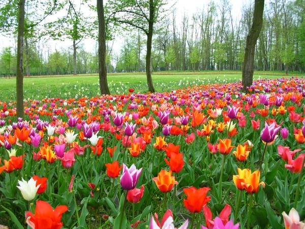 tulipes