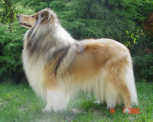 Les chiens - Page 5 698ca8f4