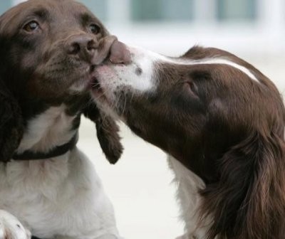 Les chiens - Page 5 6b0adc87