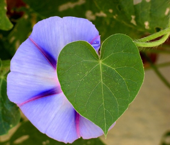 coeur