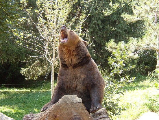 Les ours - Page 3 7b2523a1