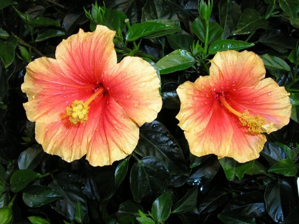 hibiscus