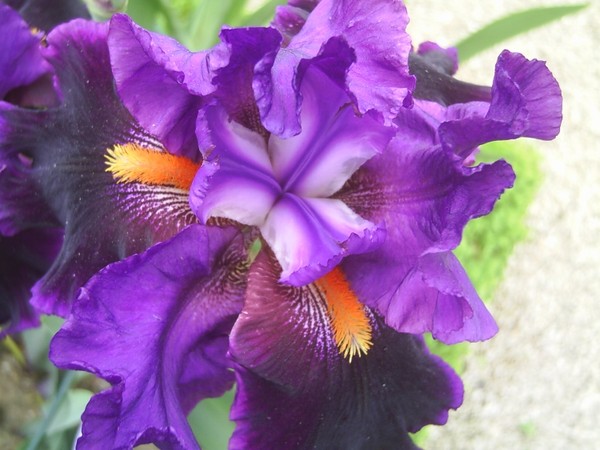 iris