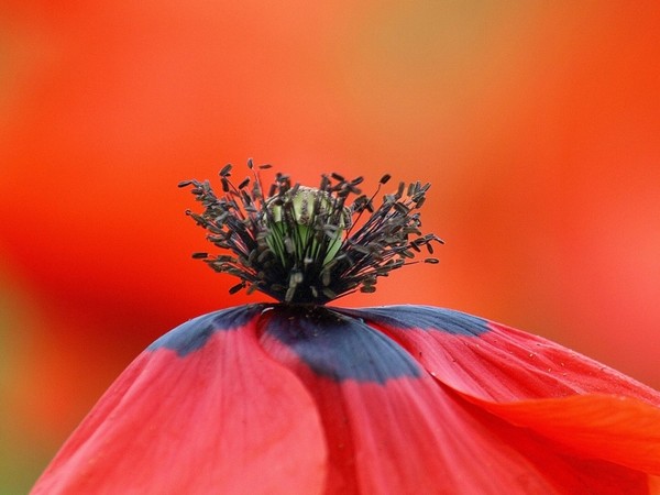 coquelicot
