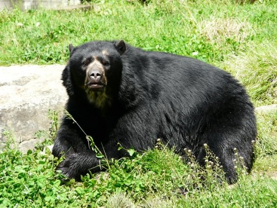 Les ours - Page 3 93c661a1