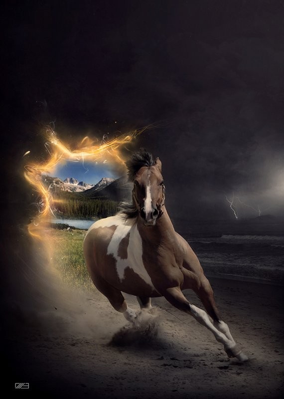 image de chevaux