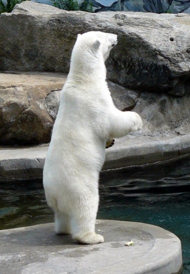 Les ours - Page 3 99112edf