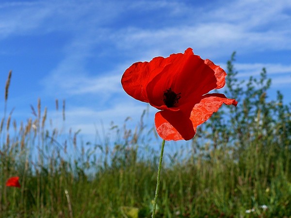 coquelicot