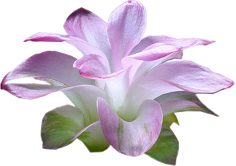 tubes fleurs