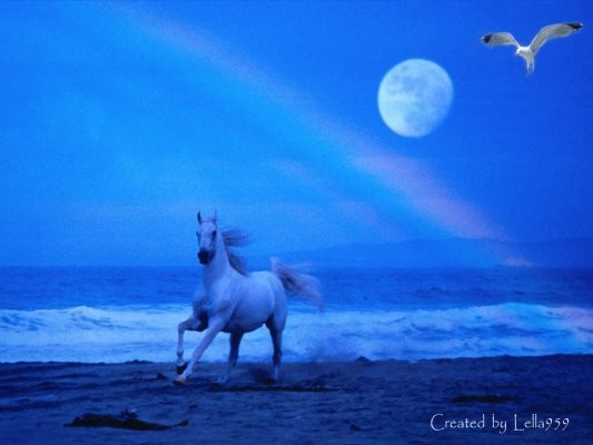 image de chevaux