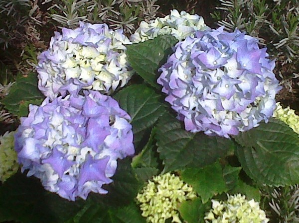 bonjour et bonne journee