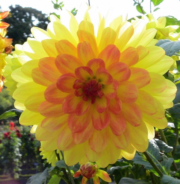 dahlias