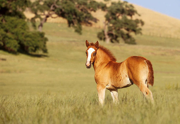 chevaux