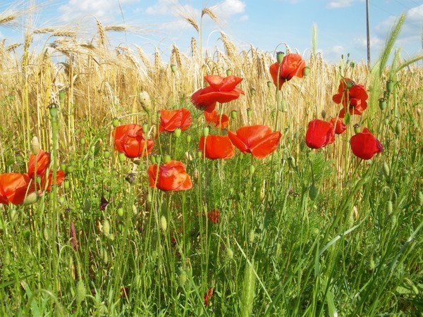 coquelicot