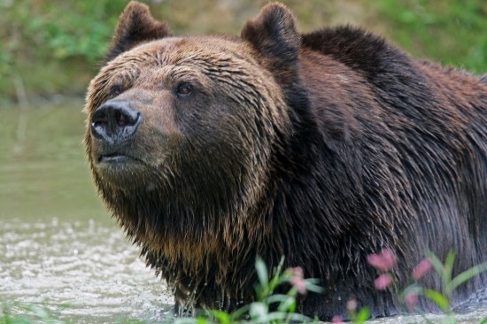 Les ours - Page 3 Bd096fb5