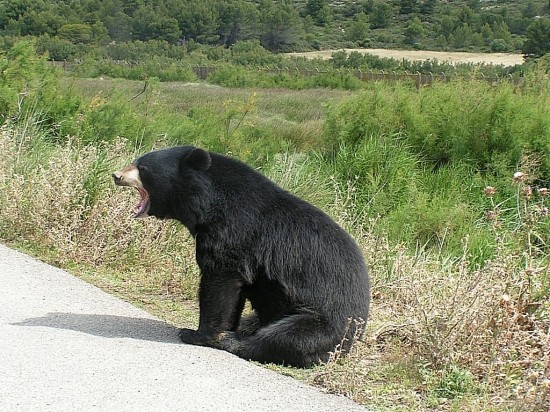 Les ours - Page 3 C6047fd1
