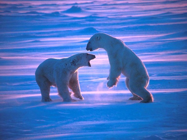 Les ours - Page 3 D7a007c3