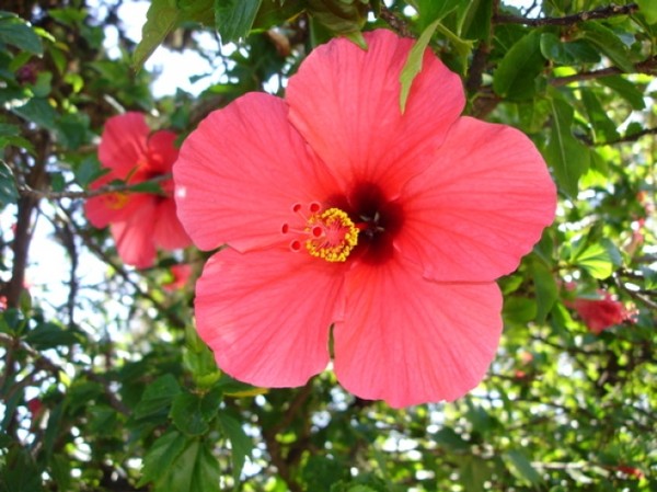 hibiscus