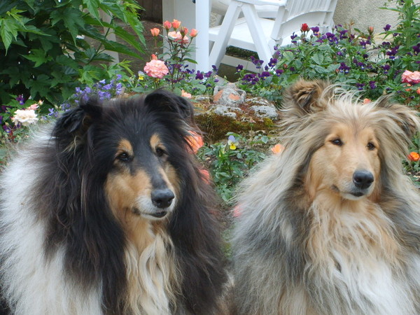 deux amours de colleys 