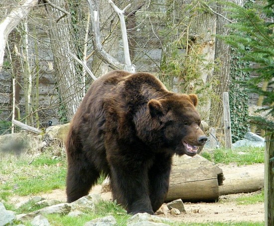 Les ours - Page 3 F8db1978