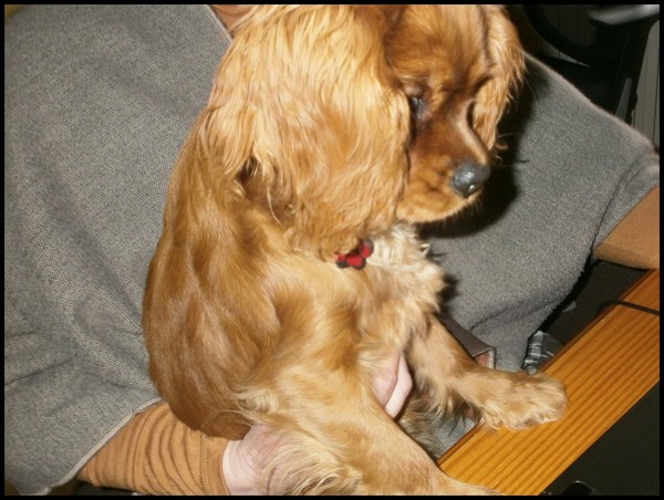 bonne journée , bonjour , bisous, amitie, 