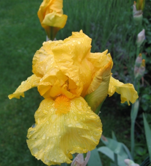 iris-rixheim-france-1180824105-1259354.jpg