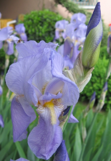 iris-rixheim-france-1319406242-1259356.jpg